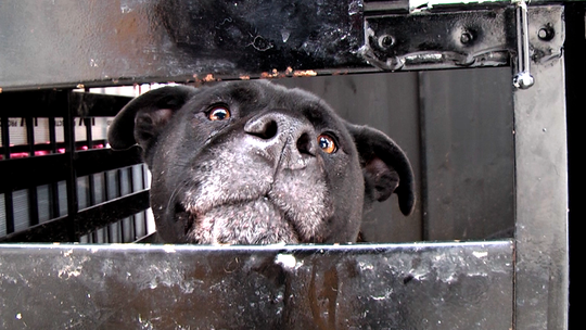 Dokarmianie zwierząt