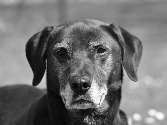 Akcesoria dla psów – jak wybierać mądrze, by wspierały zdrowie i codzienny komfort pupila