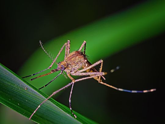 Czy odkomarzanie jest bezpieczne?