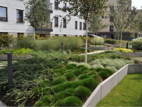 Dlaczego warto zdecydować się na dach zielony?