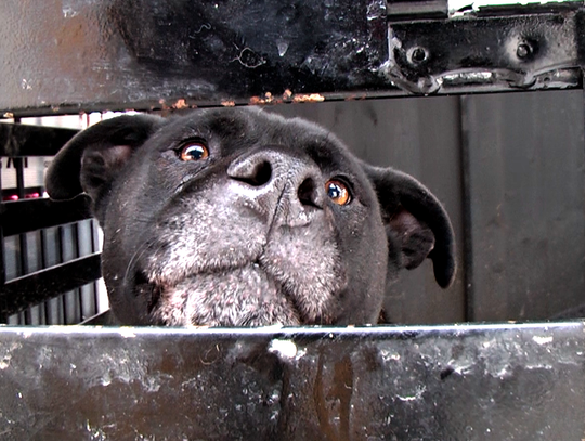 Dokarmianie zwierząt Dokarmianie zwierząt