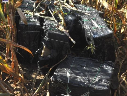 Hrubieszów: 14 tys. paczek papierosów ukrył w polu kukurydzy