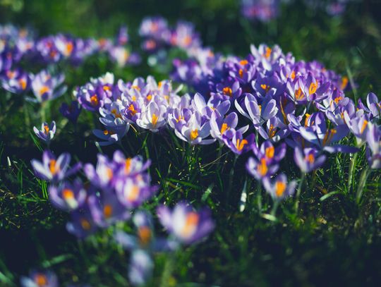 Jak sadzić krokusy, aby stworzyć efektowne kwiatowe dywany?