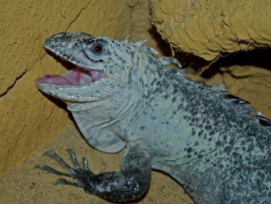 Nowi mieszkańcy w zoo