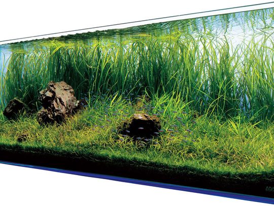 "Podwodny Ogród: Przyjemności i Wyzwania Posiadania Akwarium"