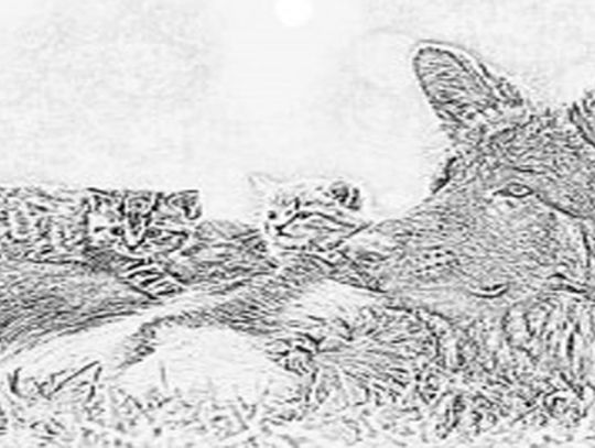 X Wojewódzki Konkurs Fotograficzny i Plastyczny "Kocie i psie sprawy" - Zamość 2019.