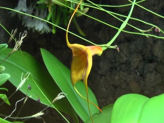 Zaczarowany świat orchidei