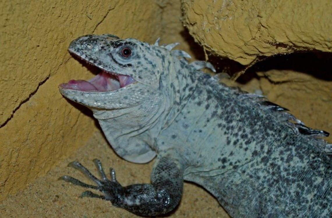 Nowi mieszkańcy w zoo