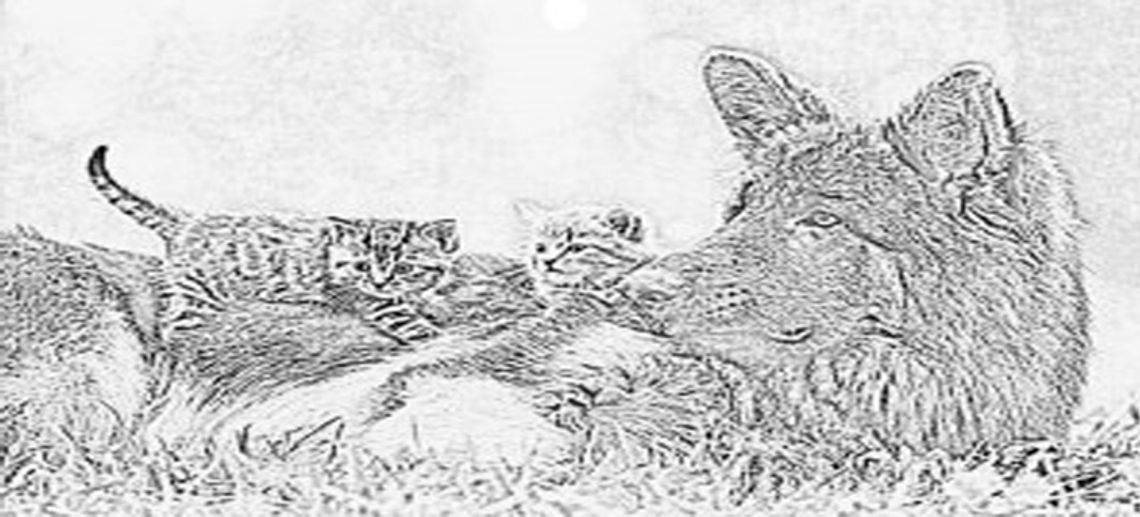 X Wojewódzki Konkurs Fotograficzny i Plastyczny "Kocie i psie sprawy" - Zamość 2019. X Wojewódzki Konkurs Fotograficzny i Plastyczny "Kocie i psie sprawy" - Zamość 2019.